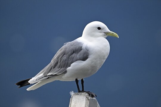 Black-legged kittiwake (Rissa tridactyla), Prince William Sound