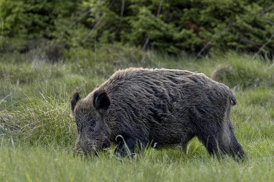 The wild boar (Sus scrofa) feeds on the fresh grass in the forest meadow, foraging in a similar way to roe deer (Capreolus capreolus) and red deer (Cervus elaphus), late spring, early summer, defence, May, Denmark