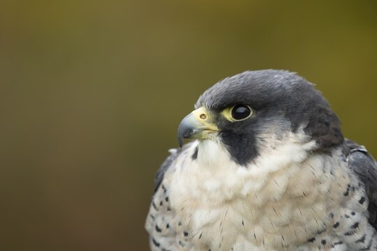 Peregrine falcon (Falco peregrinus) adult bird of prey head portrait, Scotland, United Kingdom