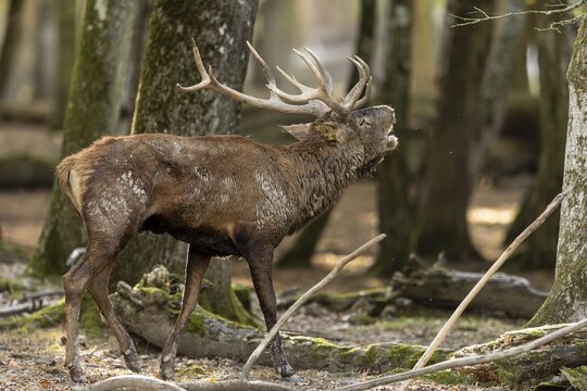 Red deer (Cervus elaphus), deer roaring during the rut