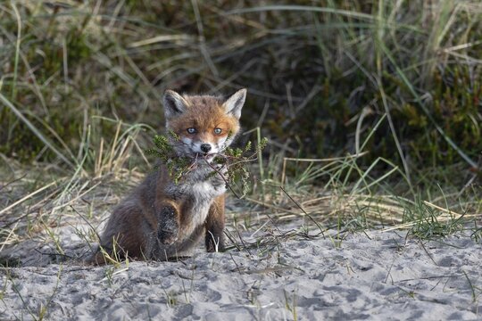 Red fox pup (Vulpes vulpes) playing with a torn out tuft of heather, cub rearing, animal children, cute, playful, courtship, May, Denmark