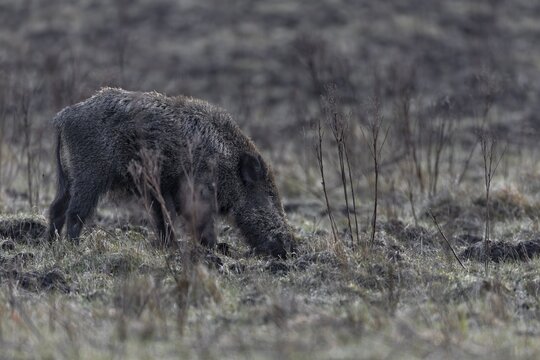 In the evening, I come across a wild boar (Sus scrofa) in a very secluded meadow in the forest, and I can see from its eyes that I have not gone undetected, Denmark