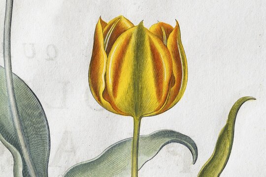 Yellow-red tulip flowers (Tulipa), hand-coloured copperplate engraving by Basilius Besler, from Hortus Eystettensis, 1613