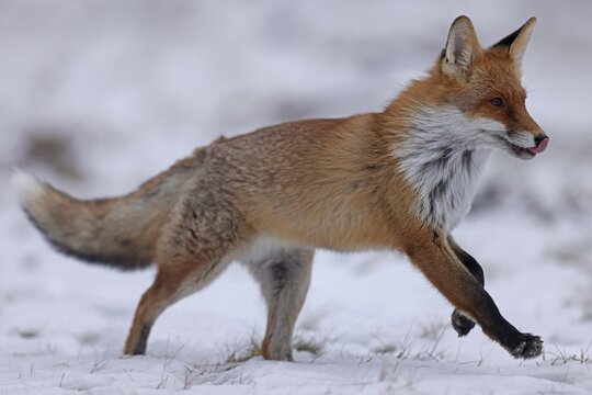 Red fox (Vulpes vulpes) in a snowy meadow, Czech Republic