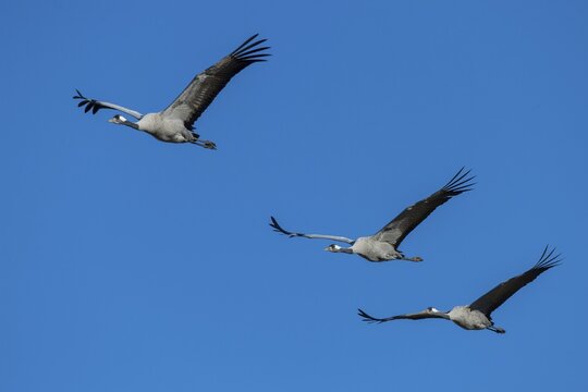 Group Common cranee (grus grus) flying in front of blue sky, bird migration, V&auml;sterg&ouml;tland, Sweden