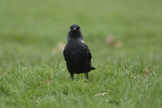 Jackdaw (Corvus monedula) adult bird on a garden grass lawn, England, United Kingdom