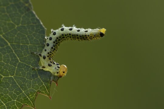 Large rose sawfly (Arge ochropus) caterpillar larva feeding on a rose leaf in a garden in summer, England, United Kingom