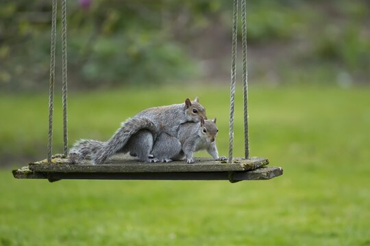 Grey squirrel (Sciurus carolinensis) two adult animals in love mating on a garden swing, England, United Kingdom