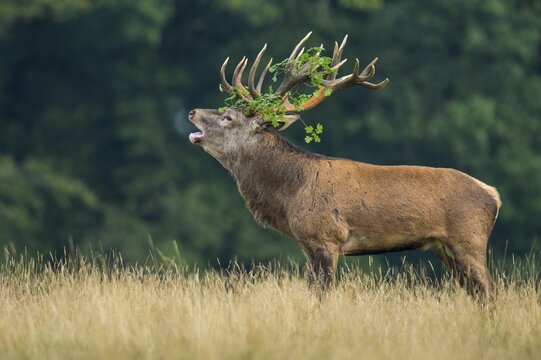 Tube transmitter red deer ( Cervus elaphus) with branch in antlers in the rut, Klamptenborg, Copenhagen, Denmark