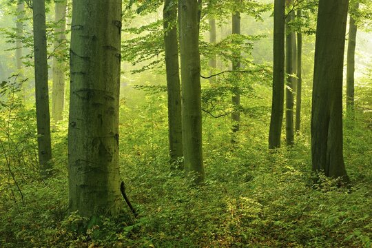 Old beech forest with beginning rejuvenation, sun shines through haze, near Freyburg, Burgenlandkreis, Saxony-Anhalt, Germany