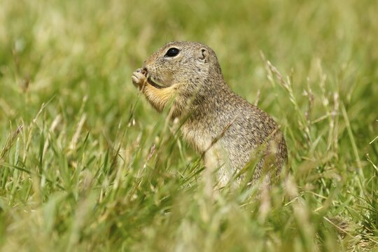 Gopher (Spermophilus citellus) in a meadow, wildlife, Burgenland, Austria