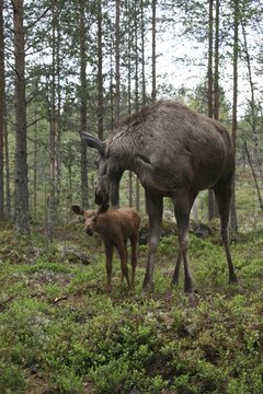 Elk (Alces alces) female with approx. 4-week-old young, Central Sweden, Sweden, Scandinavia
