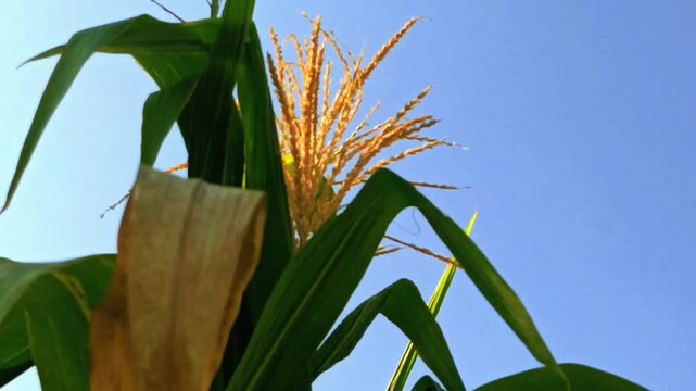 Corn tassel blooming on the stalk against a clear blue sky