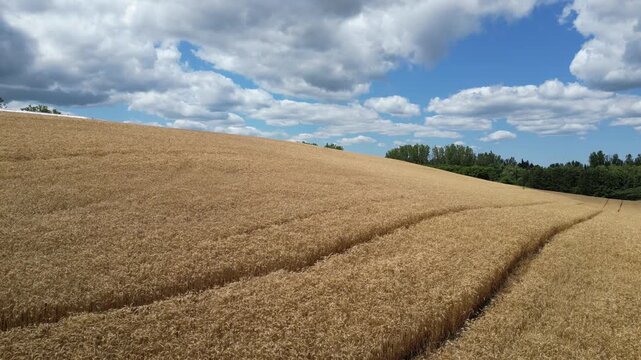 A bird's-eye view of a beautiful, rolling wheat field under a blue sky dotted with clouds - Survol d'un magnifique champ de bl&eacute; vallonn&eacute; sous un ciel bleu parsem&eacute; de nuages