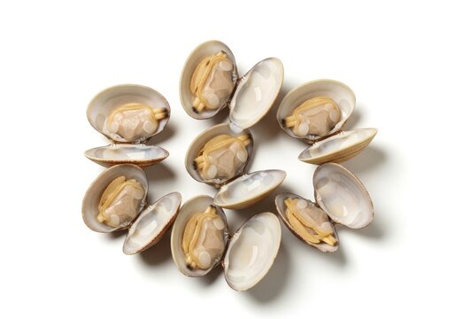 Fresh open clams in their shells sit on a pristine white background, showcasing premium quality seafood for gourmet culinary presentations, minimalist, ocean, clam