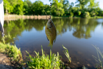 Fototapeta premium Angler holding a caught fish over a pond