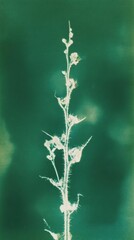 Obraz premium Minimalist green plant on teal background, perfect for mobile wallpaper.