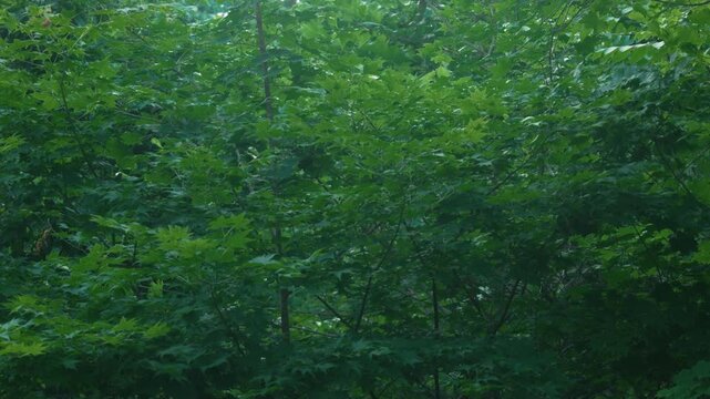 Deep green broadleaf forest