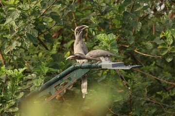 Gray Hornbill pair © Rajender