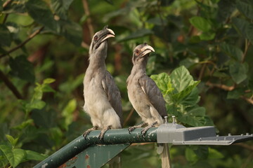 Gray Hornbill pair © Rajender