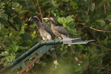 Gray Hornbill pair © Rajender
