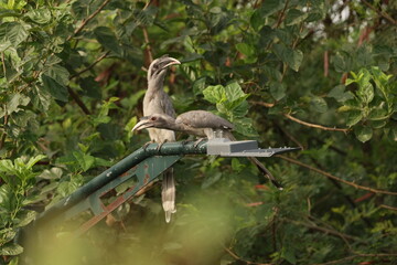 Gray Hornbill pair © Rajender