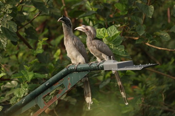 Gray Hornbill pair © Rajender