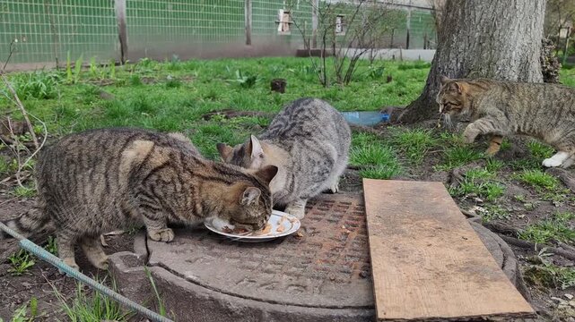 Three stray tabby cats gather around white bowl eating dry pet food beside residential building. One cautious cat waits before joining the others. Close-up smartphone footage in natural daylight
