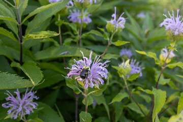 Fototapeta premium Abstract texture background of pink color wild bergamot (Monarda fistulosa) wildflowers in bloom in a residential garden