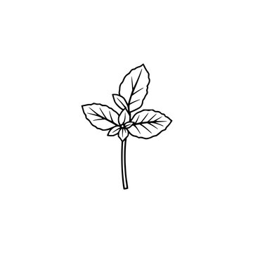 Mint sprig line drawing set with clean culinary herb symbol featuring simple botanical illustration with isolated white background