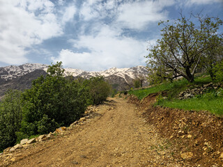 Fototapeta premium A dirt road winds along a rocky hillside bordered by dense green shrubs, with a young tree standing nearby and snow-streaked mountains stretching under a partly cloudy sky 📍 Hawraman Takht, Kurdistan
