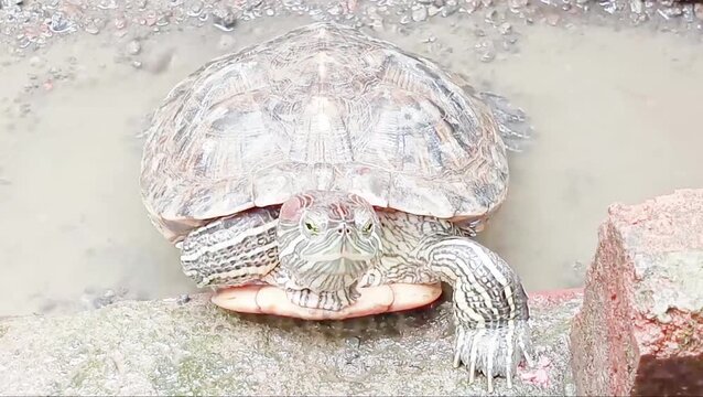 The red-eared slider (*Trachemys scripta elegans*) is primarily characterized by a bright red or orange patch behind its eyes. It is an invasive species that inhabits calm, warm freshwater ecosystems.
