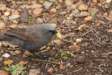 Apostlebird Foraging for Food on Rocky Ground in Dubbo Australia © blueringmedia