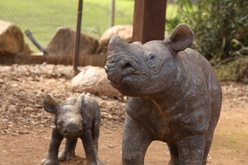 Realistic Rhinoceros and Calf Statues in an Outdoor Zoo Setting © blueringmedia
