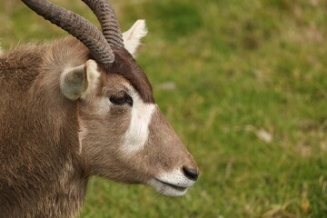 Profile View of an Addax Antelope with Spiral Horns © blueringmedia