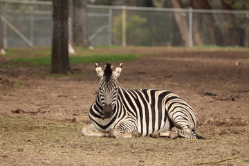 Obraz premium Plains Zebra Resting on Ground in Open Zoo Enclosure