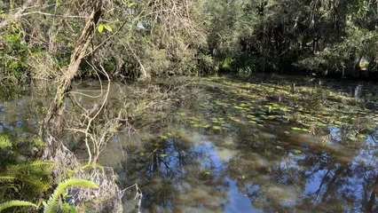Natural Freshwater Pond Surrounded by Dense Australian Bushland and Lily Pads © blueringmedia