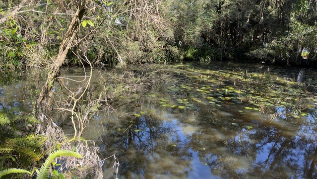 Natural Freshwater Pond Surrounded by Dense Australian Bushland and Lily Pads
