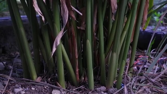 Rows of galangal stems on the ground