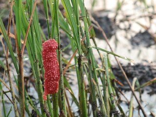 A close-up shot of bright pink golden apple snail eggs (Pomacea canaliculata) clinging to a green stalk of rice grass in a muddy paddy field, highlighting agricultural pests and rural nature © Eka