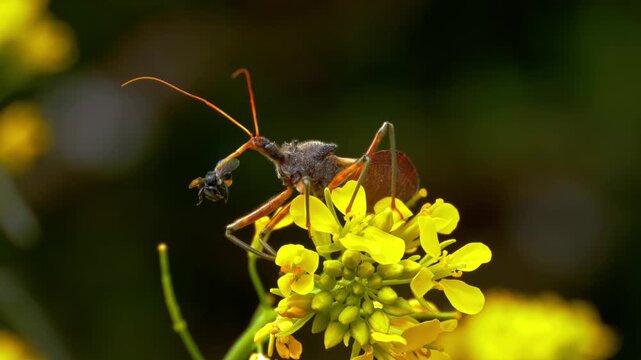 Assassin bug feeding on prey on yellow flower