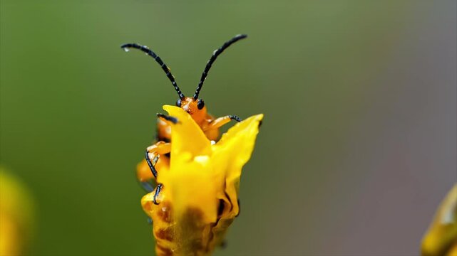Orange leaf beetle crawling on yellow flower petal