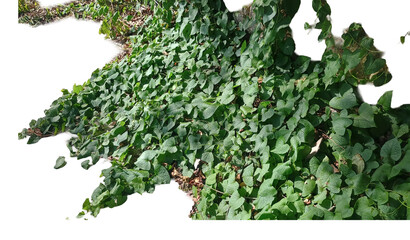 Vine ivy foliage leaves plant botany nature environment ecology vegetation texture pattern asset isolation cutout background flora garden sustainability conservation biology biodiversity earth system. © rasolmar