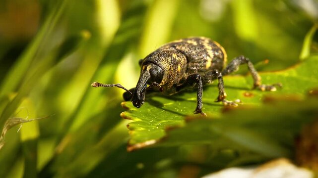 Small leaf weevil resting on green leaf in nature