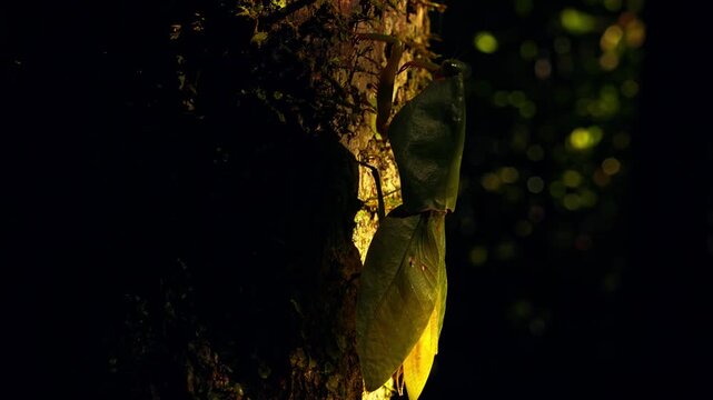 Green leaf insect camouflaged on tropical tree trunk