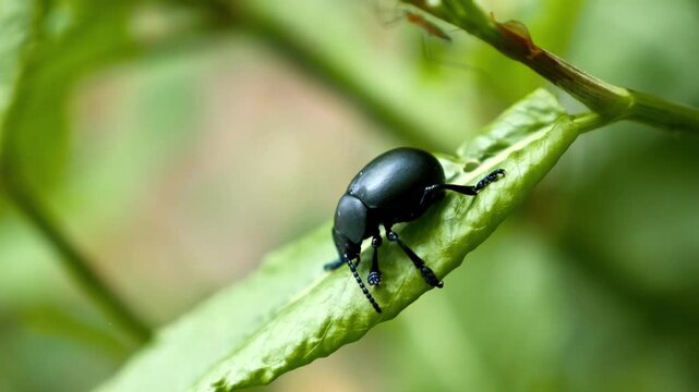 Shiny black beetle crawling slowly on green leaf