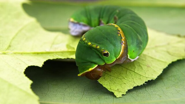 Green caterpillar eating a leaf in close up