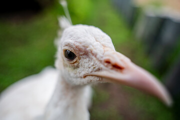 Extreme close-up profile portrait of a rare white leucistic peacock. © Gunnersx