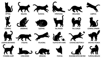 Large educational collection of black cat behavior silhouettes showing text labels for various actions like walking jumping stretching and stalking isolated on white background vector © MdIbrahimIslam