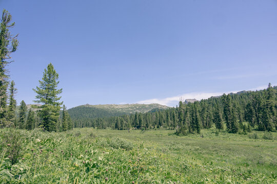 Wide green valley surrounded by coniferous pine forest under clear blue sky
